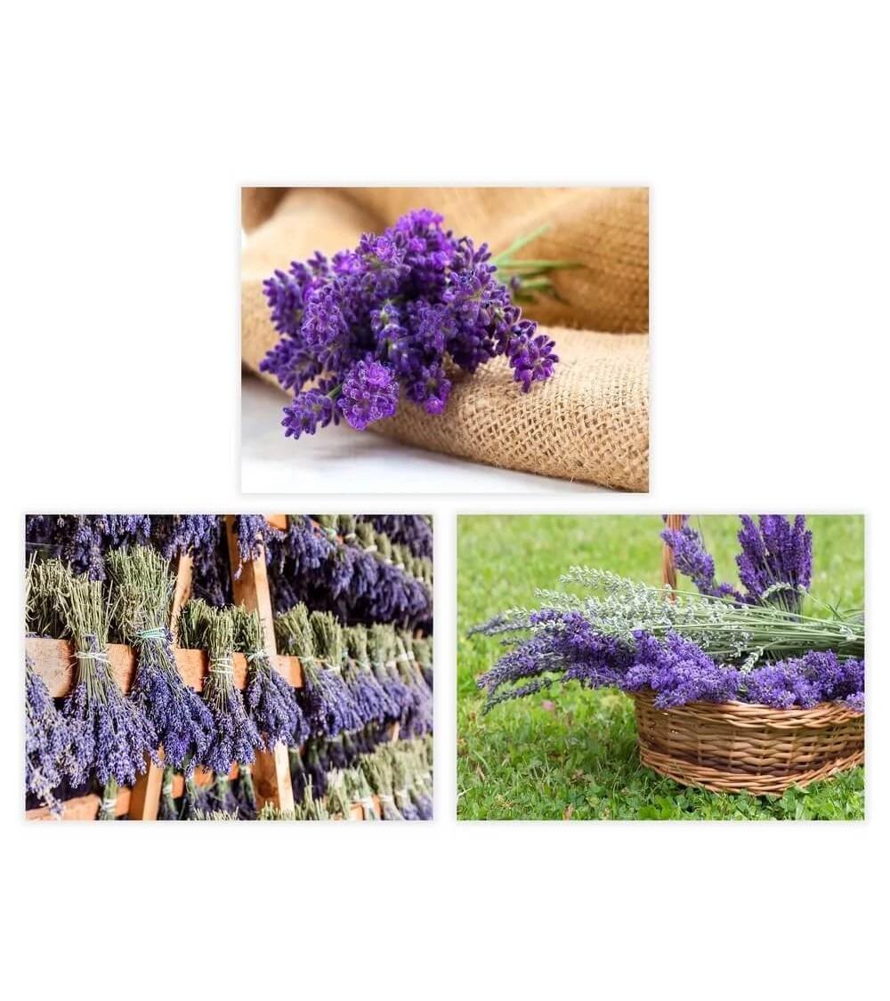 Dcasa Set de 3 cuadros impresión de lavanda lila sobre lienzo de 30x40 cm