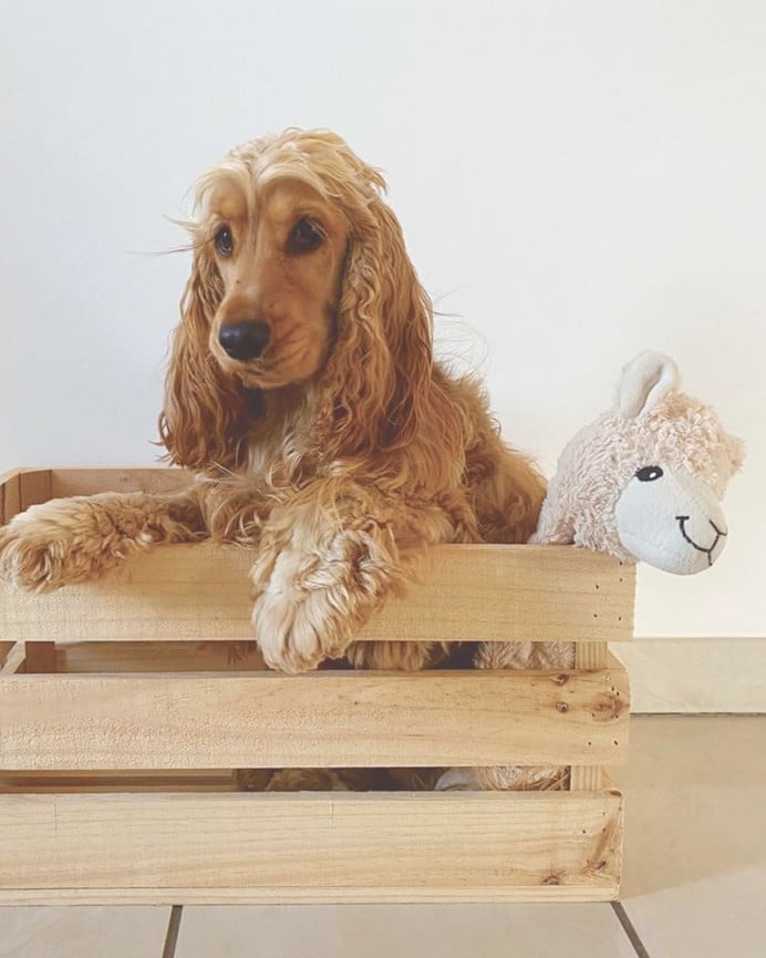 Deco Wood Caja De Madera Maciza En Tono Natural De 49x30 5x25 5cm