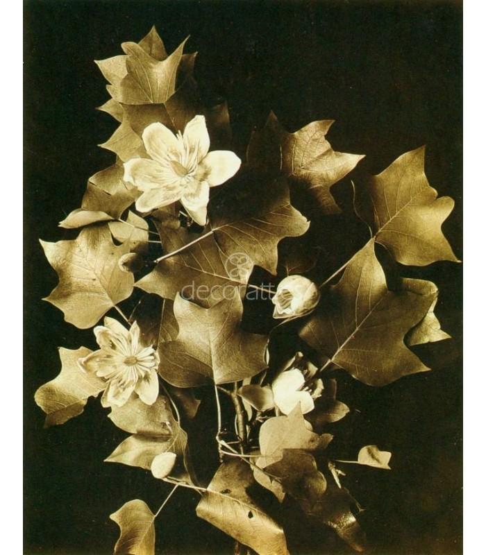 Decoratt Alamo de tulipán Henry Troth 1900