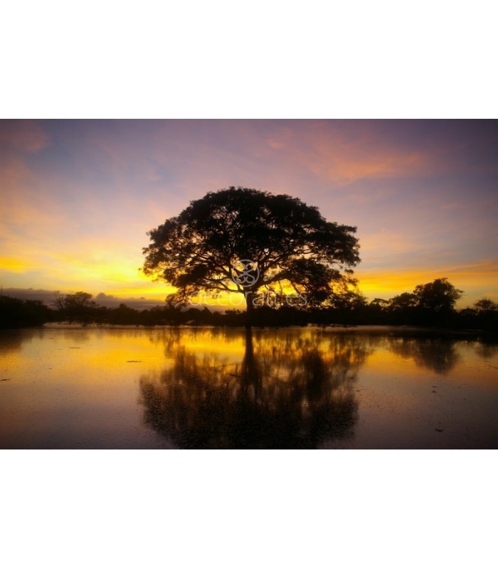 Decoratt Atardecer en la Amazonía Boliviana
