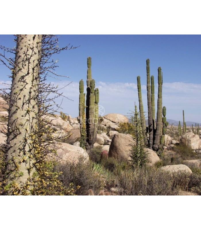 Decoratt Baja California Desert