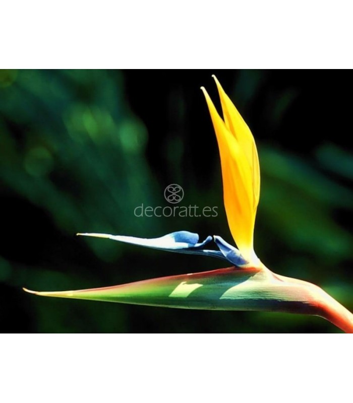 Decoratt Bird Of Paradise Hawaii