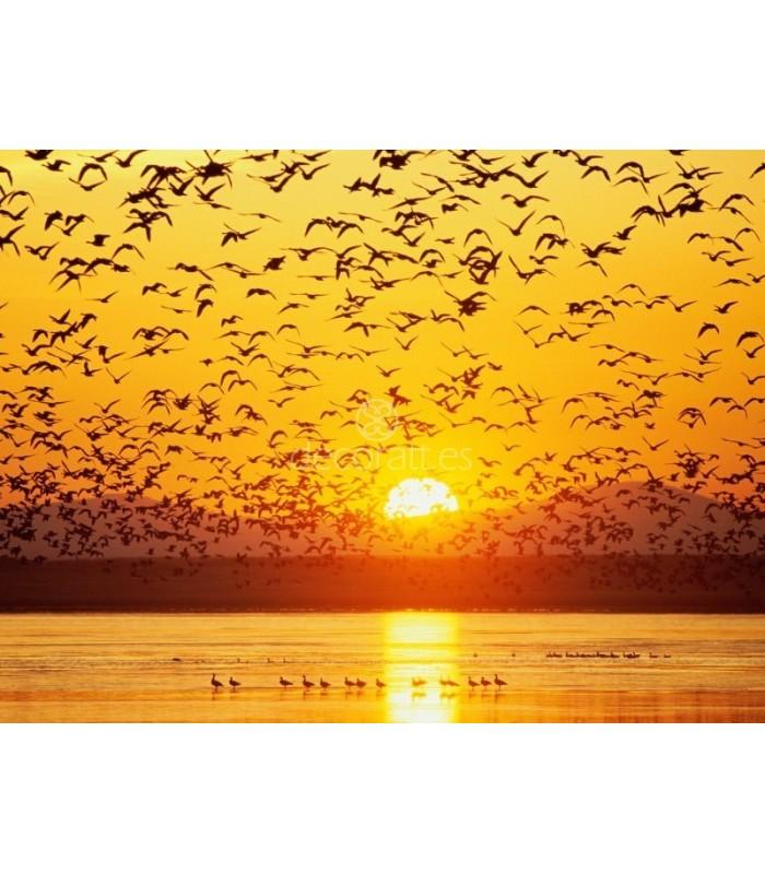 Decoratt Canada Geese