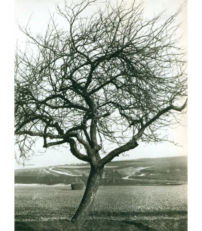 Decoratt Manzano Eugene Atget Paris 1900