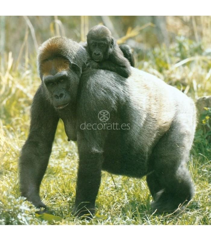 Decoratt Reserva animal del Dja Camerún