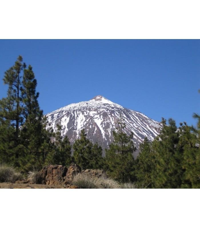 Decoratt Teide Tenerife