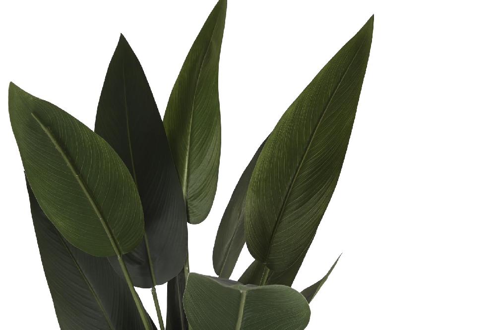 Dekodonia PLANTA AVE DEL PARAÍSO