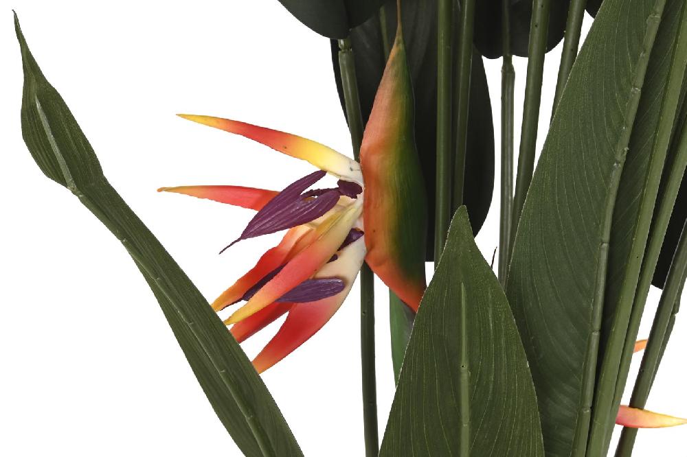 Dekodonia PLANTA AVE DEL PARAÍSO