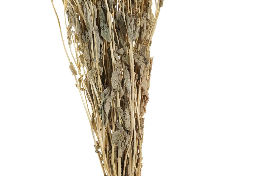 Dekodonia Ramo Flor Seca 16x3x60 2 Surt