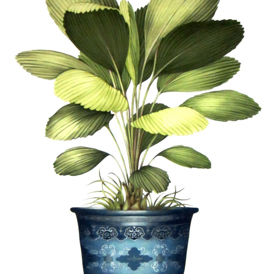 Equipo Drt Licuala Outdoor FR 335 Azul