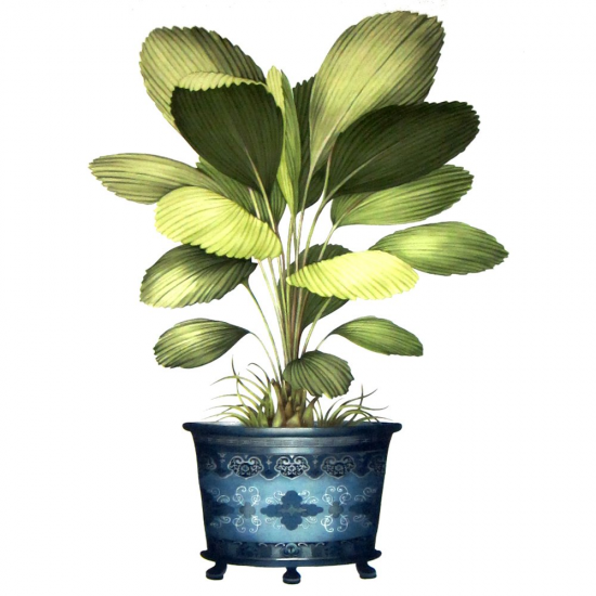 Equipo drt Licuala Outdoor FR 335 Azul