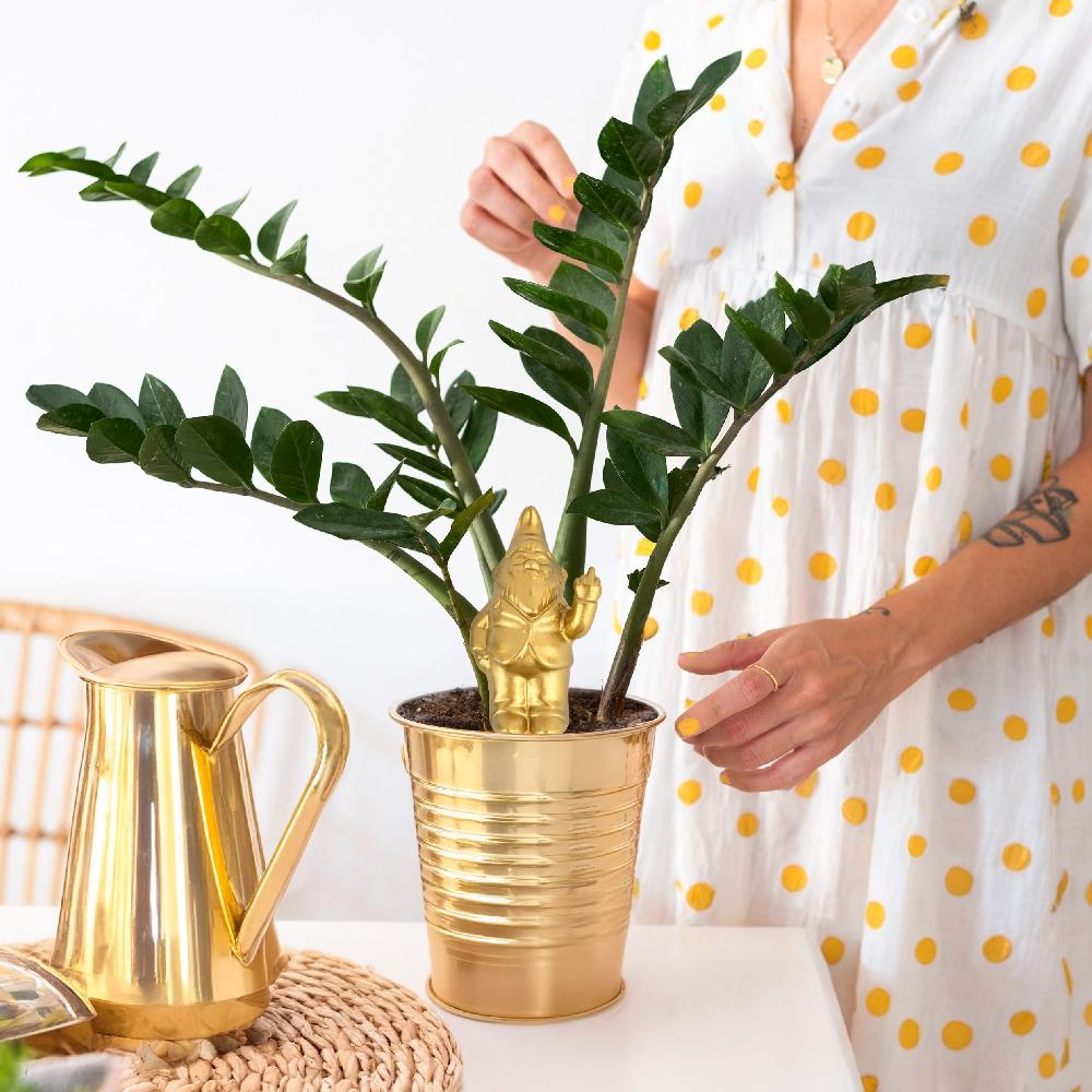 Fisura Autorriego Gnomo Dorado