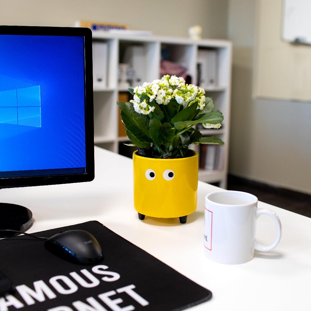 Fisura Macetero Con Ojos Amarillo