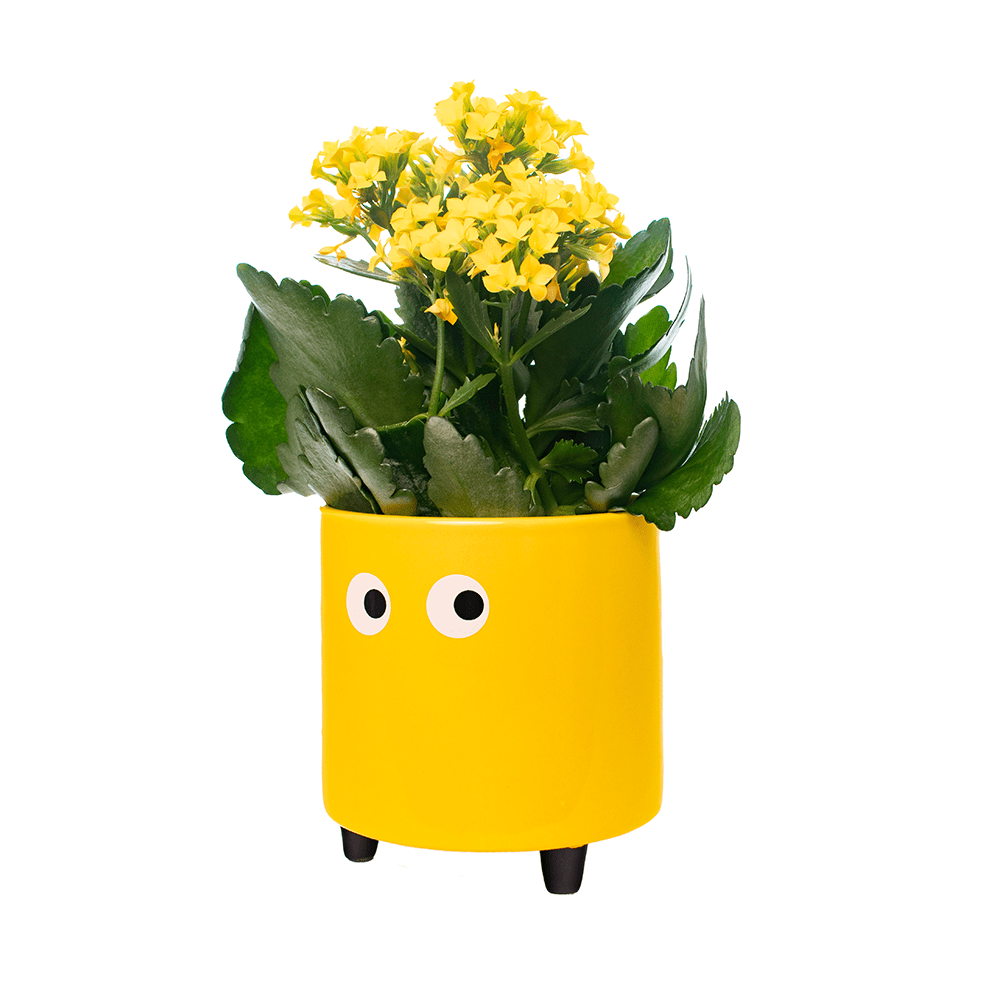 Fisura Macetero con ojos amarillo