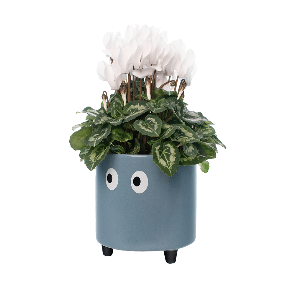 Fisura Macetero con ojos azul