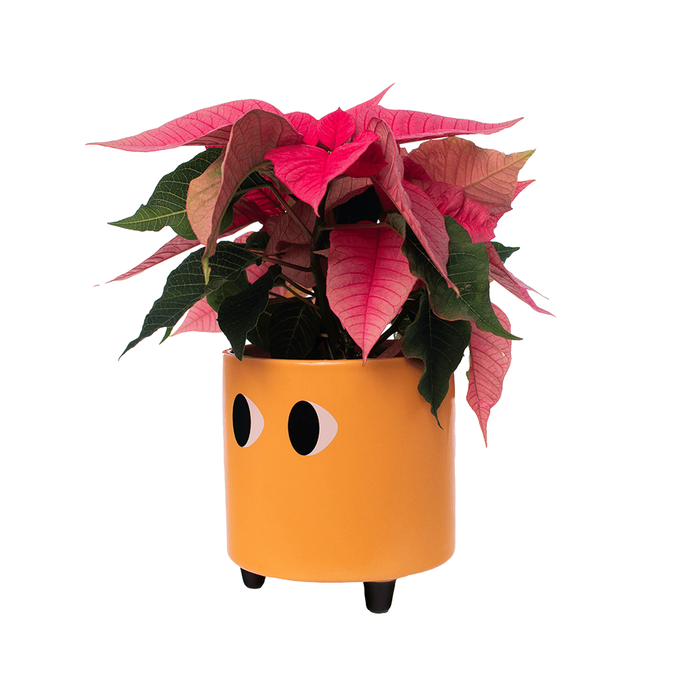 Fisura Macetero con ojos naranja