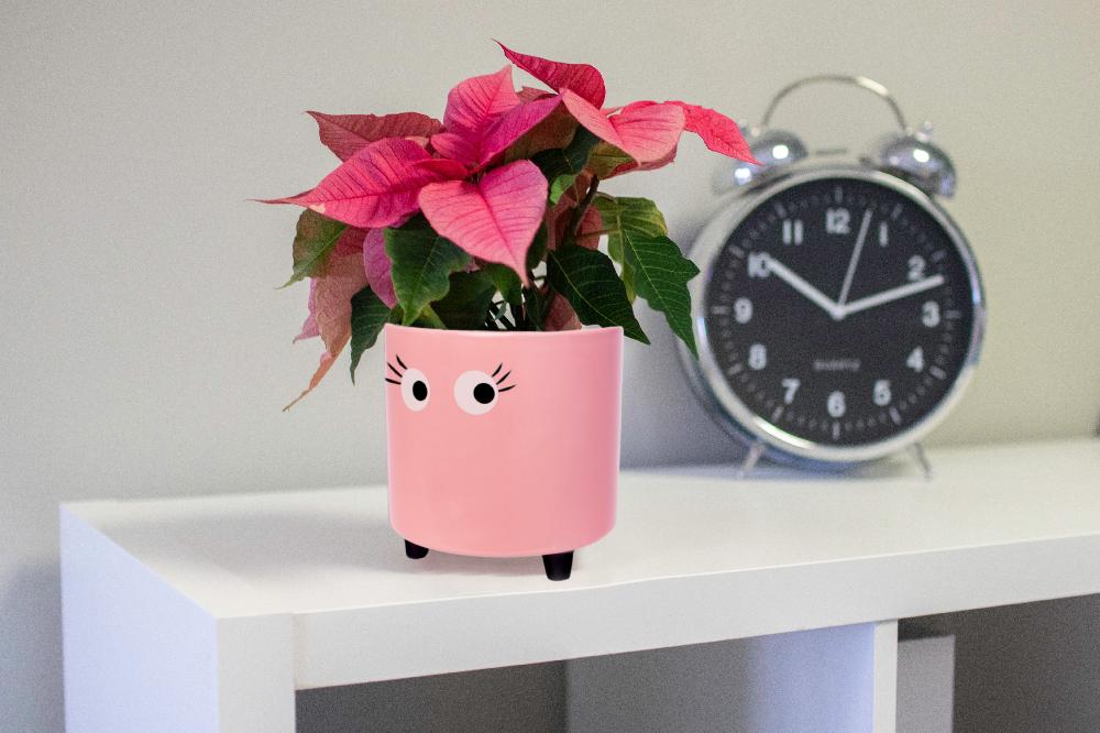 Fisura Macetero Con Ojos Rosa