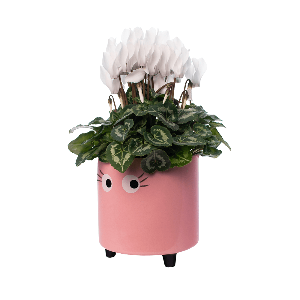 Fisura Macetero Con Ojos Rosa