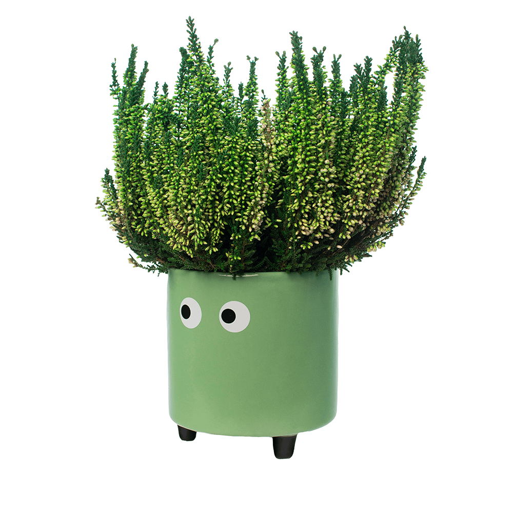 Fisura Macetero con ojos verde