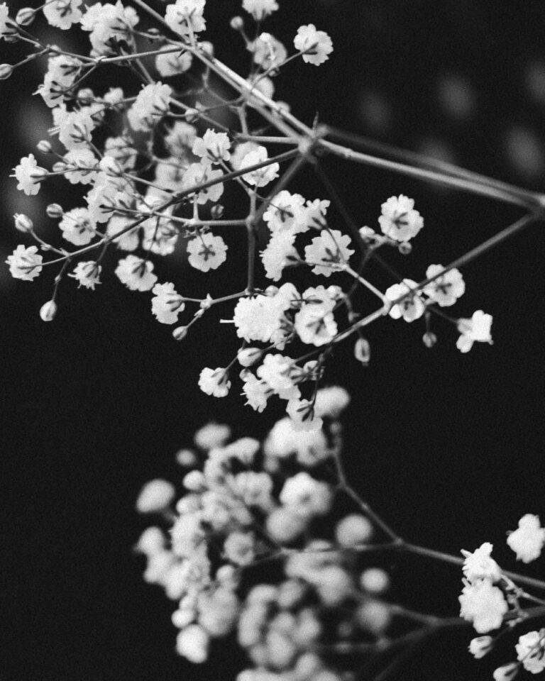 Juncal Aguirre Cuña Nimos Acero