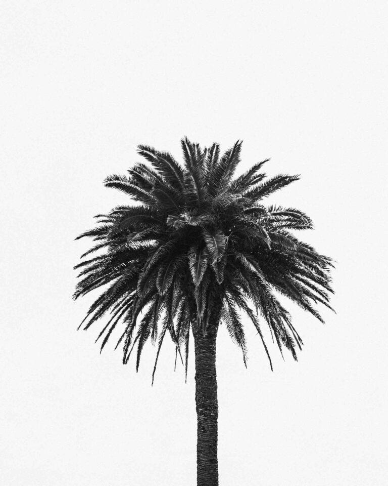 Juncal Aguirre Sandalia Oxia Negro