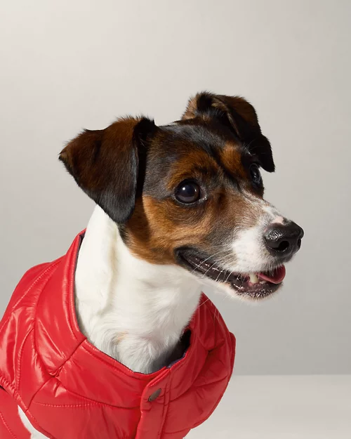 Lauren Ralph Lauren Chaqueta Acolchada Para Perro | Ralph Lauren® ES