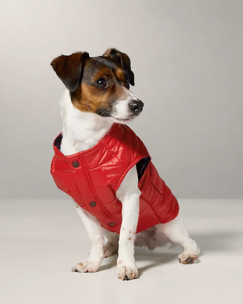 lauren ralph lauren Chaqueta acolchada para perro | Ralph Lauren® ES