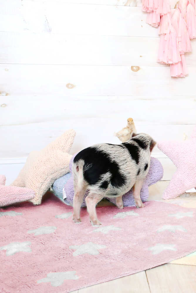 Lorena Canals ALFOMBRA LAVABLE STARS PINK