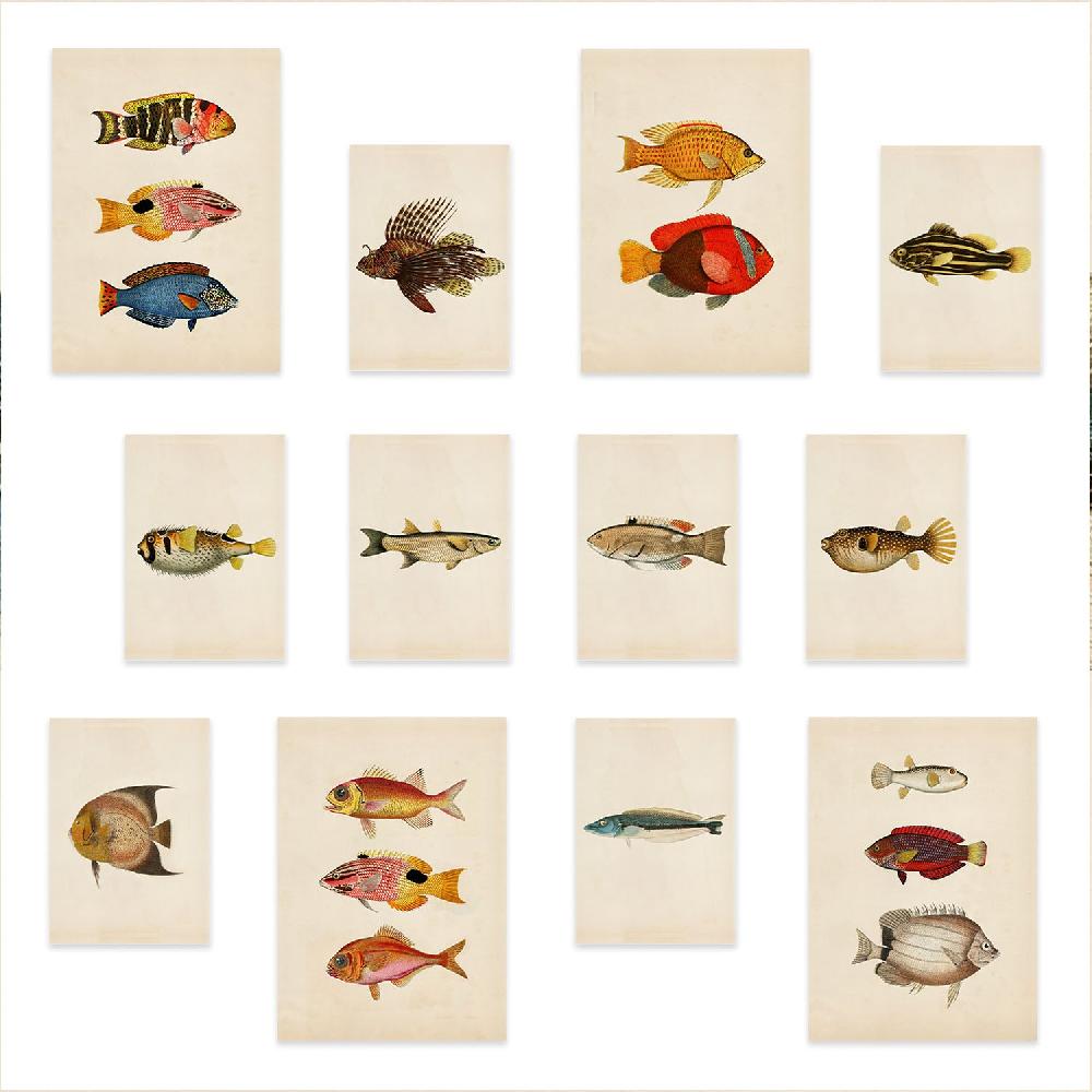 nacnic Conjunto Arte de Peces Vintage - Láminas Estilo Mixto