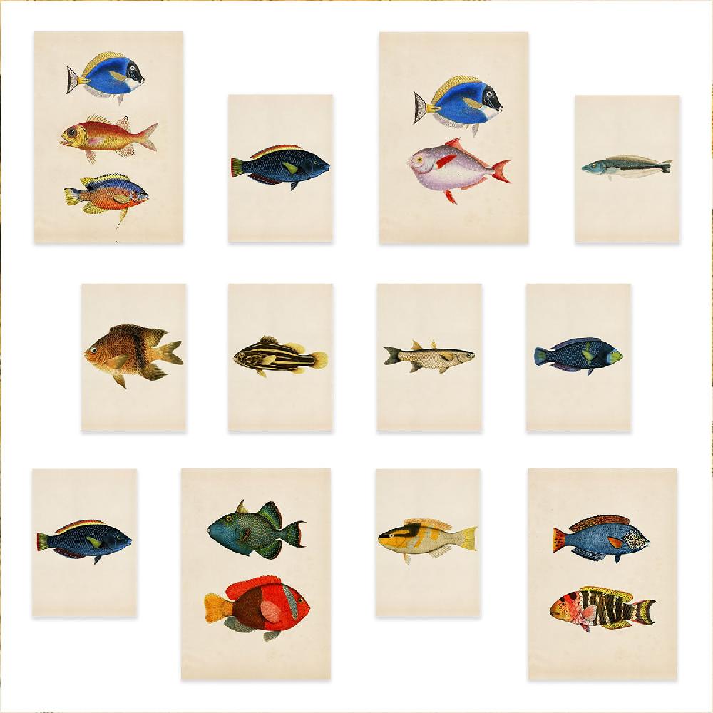 nacnic Conjunto de 12 Láminas Pez Vintage 1 - Estilo Mixto y Colores Vibrantes
