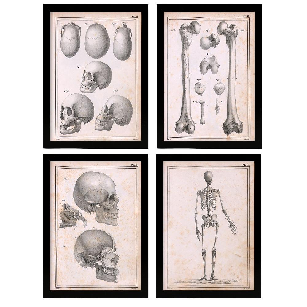 nacnic Conjunto de 4 Láminas de Anatomía de Huesos y Cabeza Nacnic