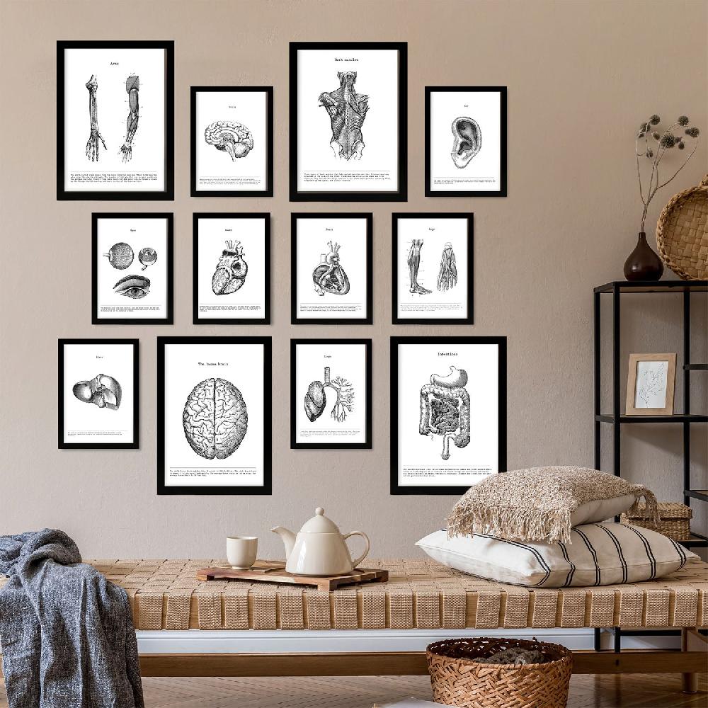 Nacnic Conjunto De Impresiones De Órganos De Anatomía En Estilo Variado