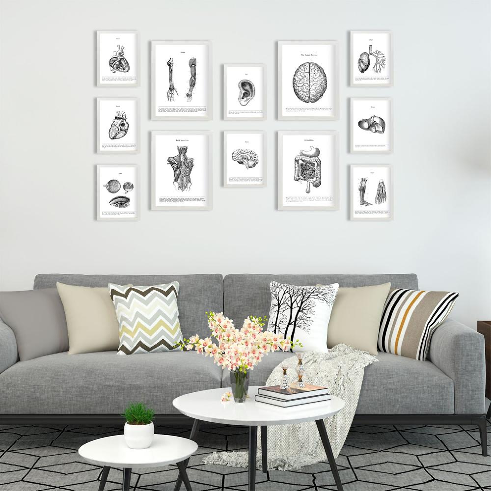 Nacnic Conjunto De Impresiones De Órganos De Anatomía En Estilo Variado