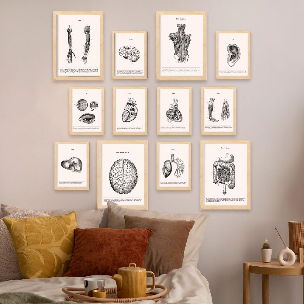 Nacnic Conjunto De Impresiones De Órganos De Anatomía En Estilo Variado