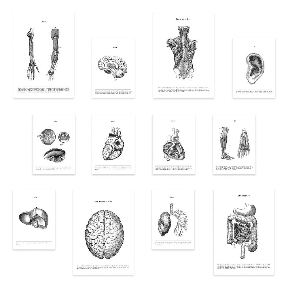 nacnic Conjunto de Impresiones de Órganos de Anatomía en Estilo Variado