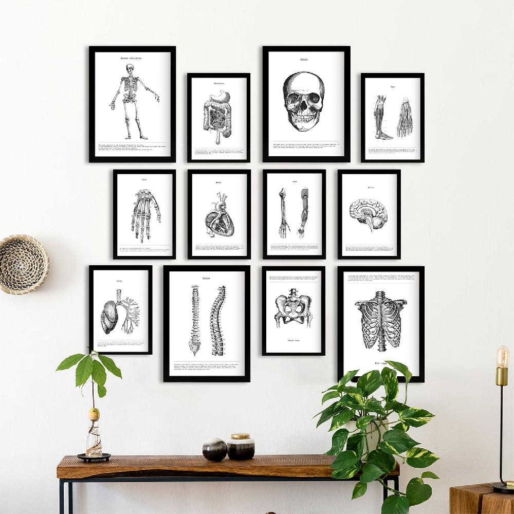 Nacnic Conjunto De Láminas De Anatomía De Huesos Y órganos Estilo Mixto Edición Limitada