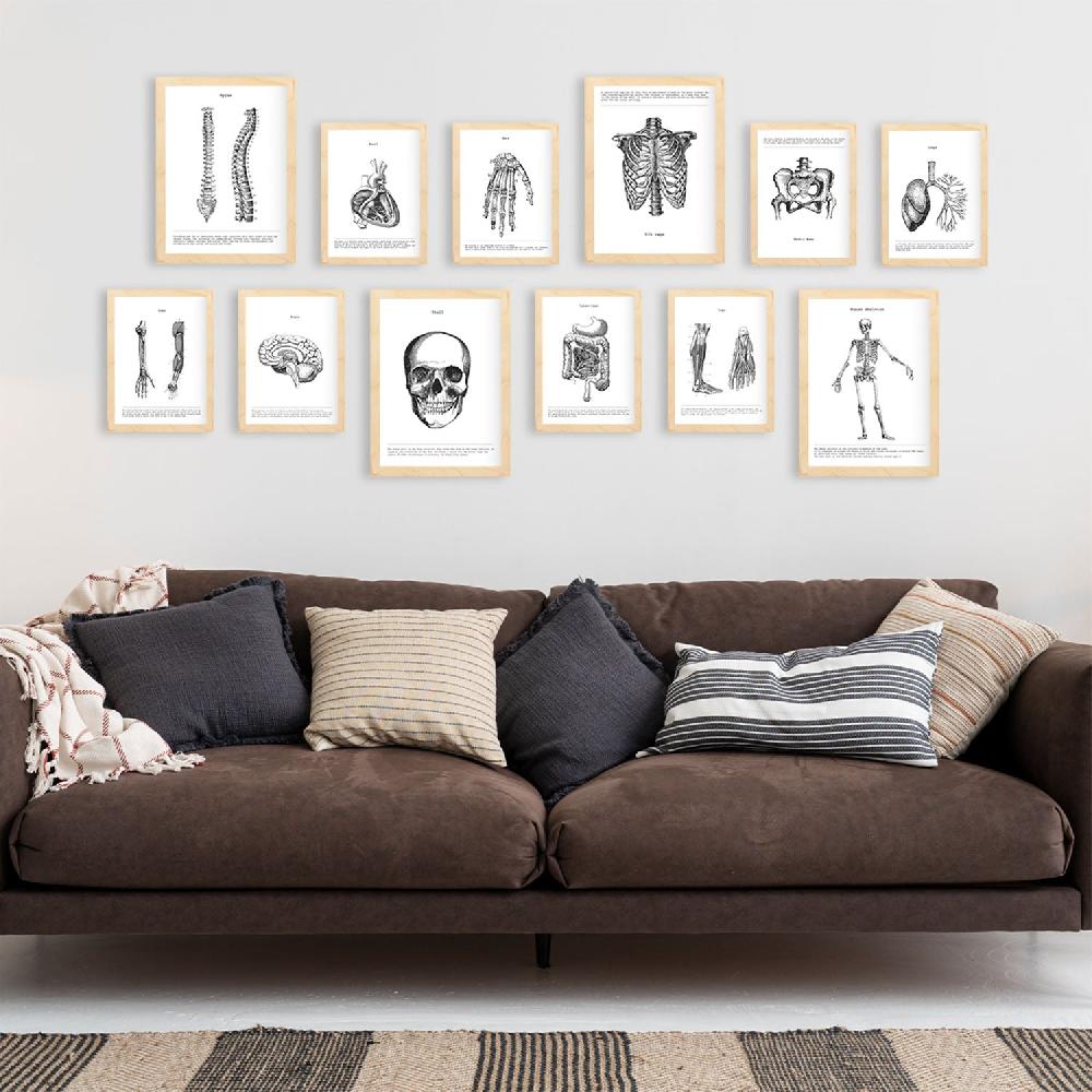 Nacnic Conjunto De Láminas De Anatomía De Huesos Y órganos Estilo Mixto Edición Limitada