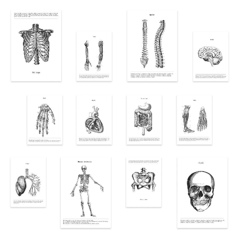 nacnic Conjunto de láminas de anatomía de huesos y órganos estilo mixto edición limitada