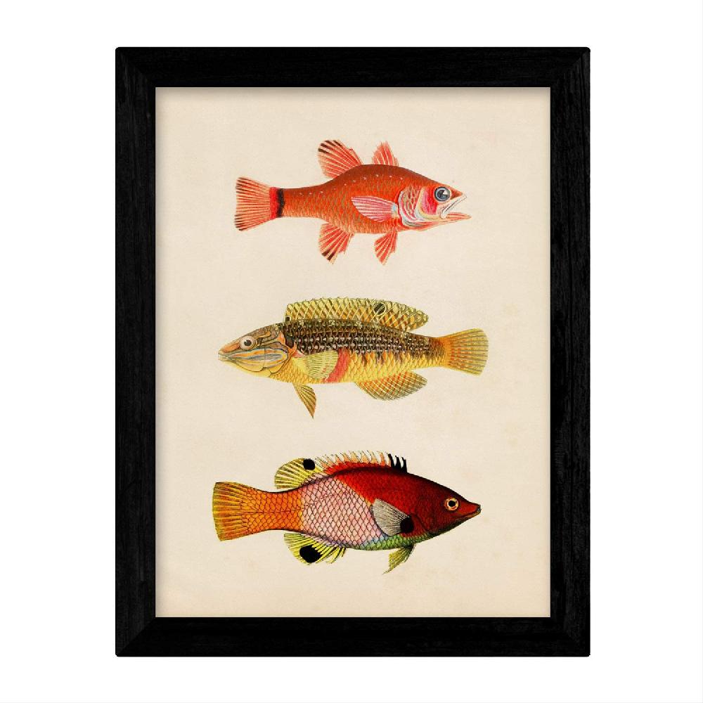 Nacnic Conjunto De Láminas Vintage De Peces Coloridos Maldivas