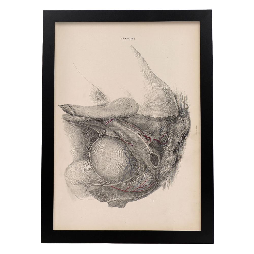 Nacnic Desglose Del Pelvis Sistema Urogenital Masculino - Laminas