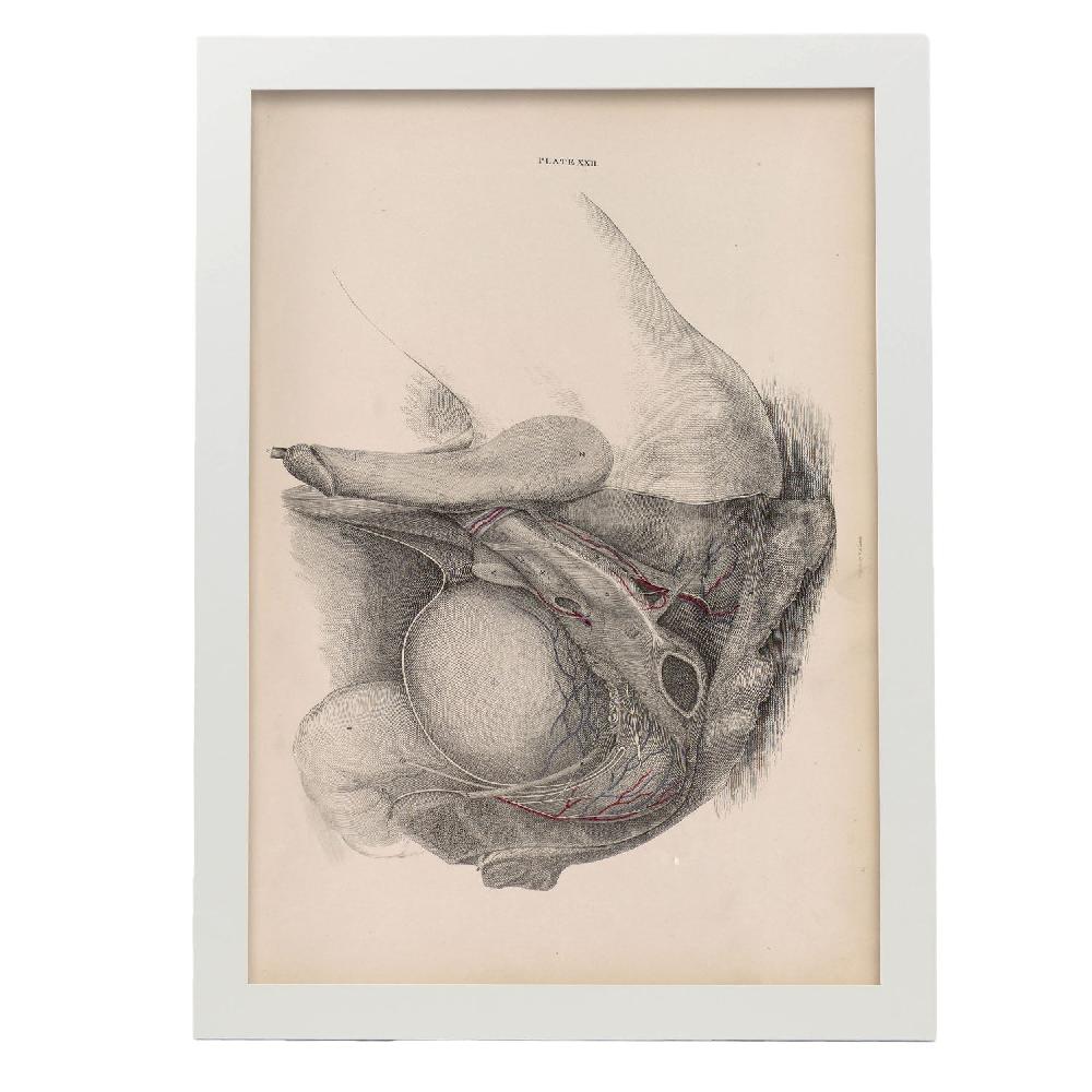 Nacnic Desglose Del Pelvis Sistema Urogenital Masculino - Laminas