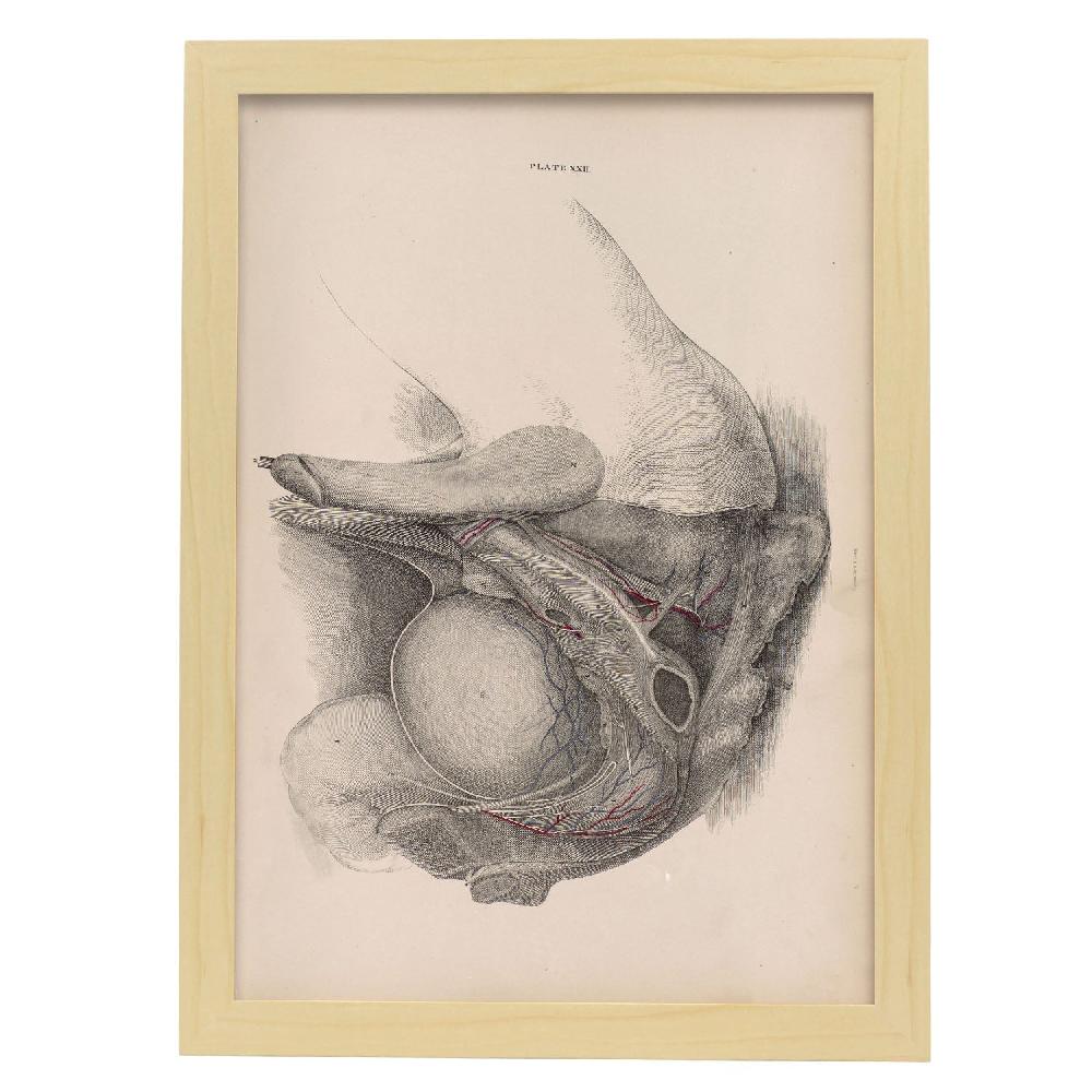 Nacnic Desglose Del Pelvis Sistema Urogenital Masculino - Laminas