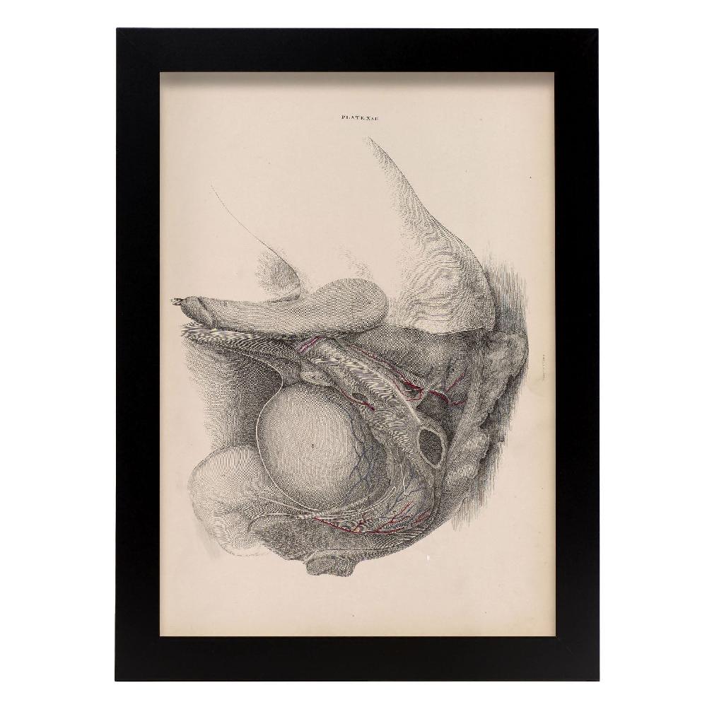 nacnic Desglose del Pelvis Sistema Urogenital Masculino - Laminas
