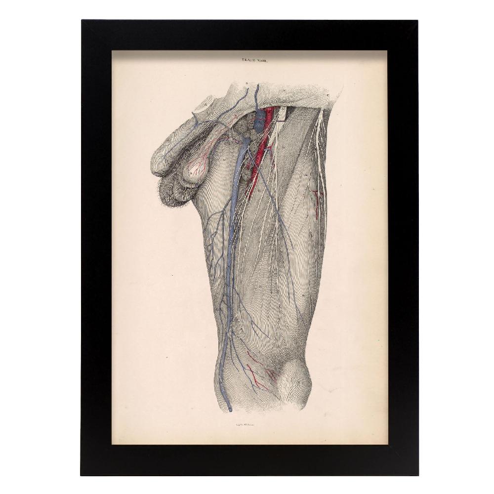 nacnic Desglose profundo del triángulo femoral Lámina