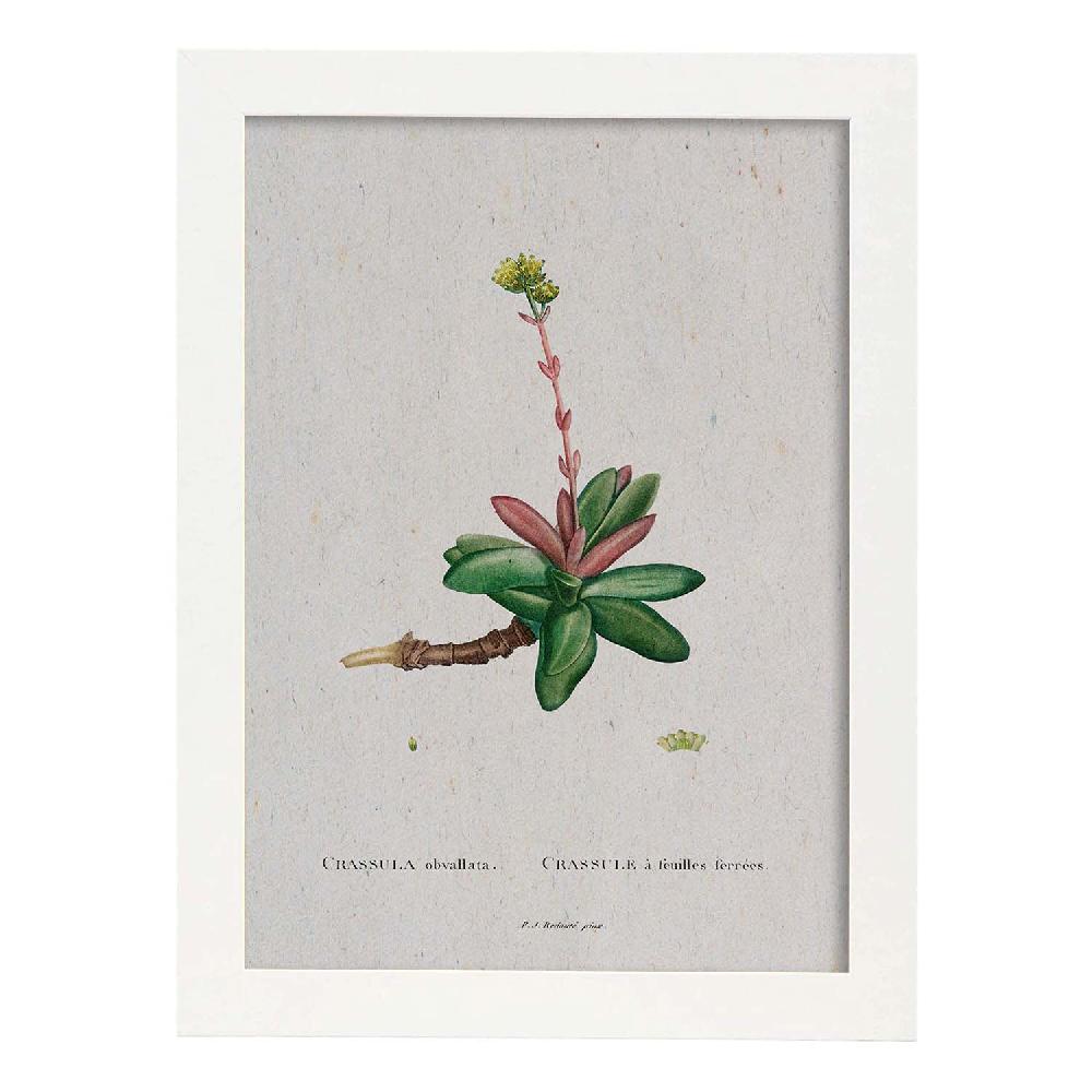 Nacnic Lámina Acuarela Naturaleza De Pierre-Joseph Redouté