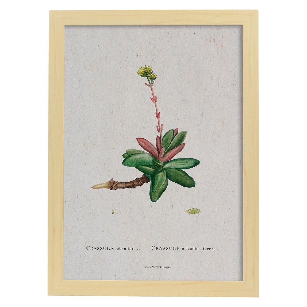 Nacnic Lámina Acuarela Naturaleza De Pierre-Joseph Redouté