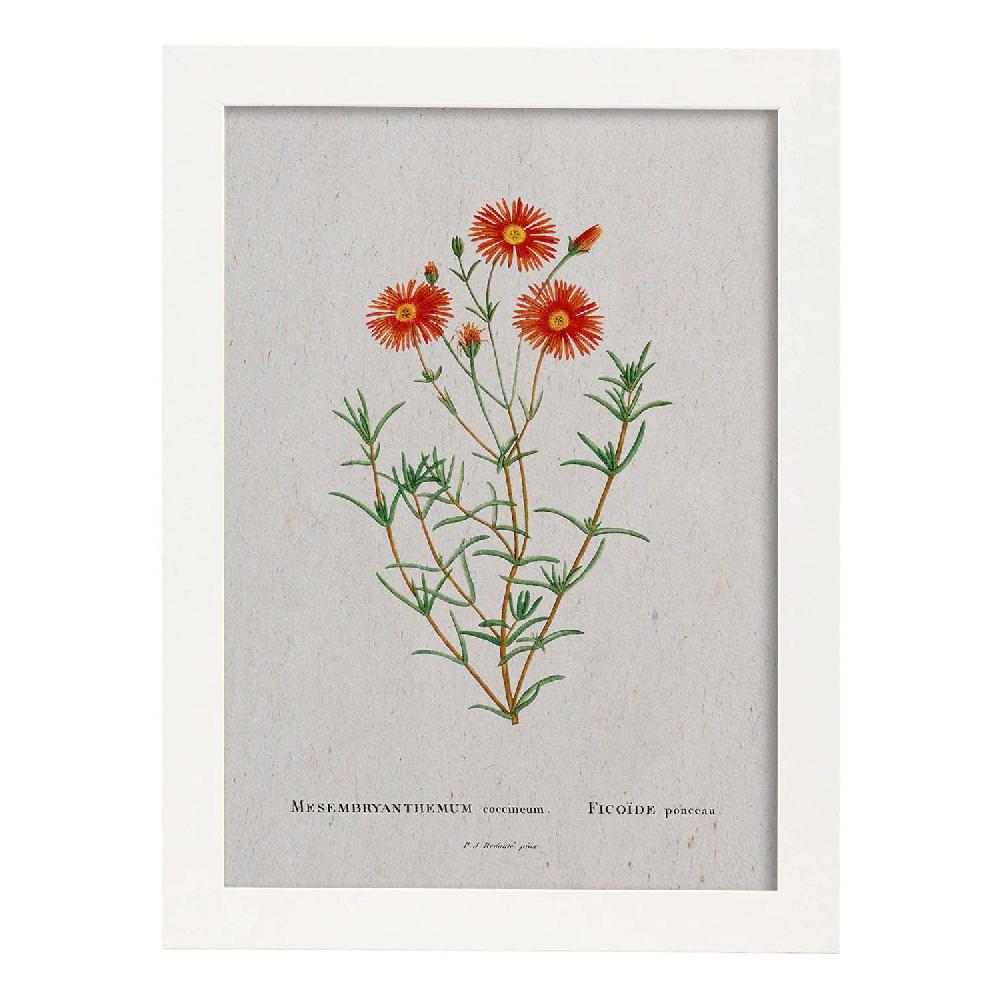 Nacnic Lámina Acuarela Naturaleza De Pierre-Joseph Redouté