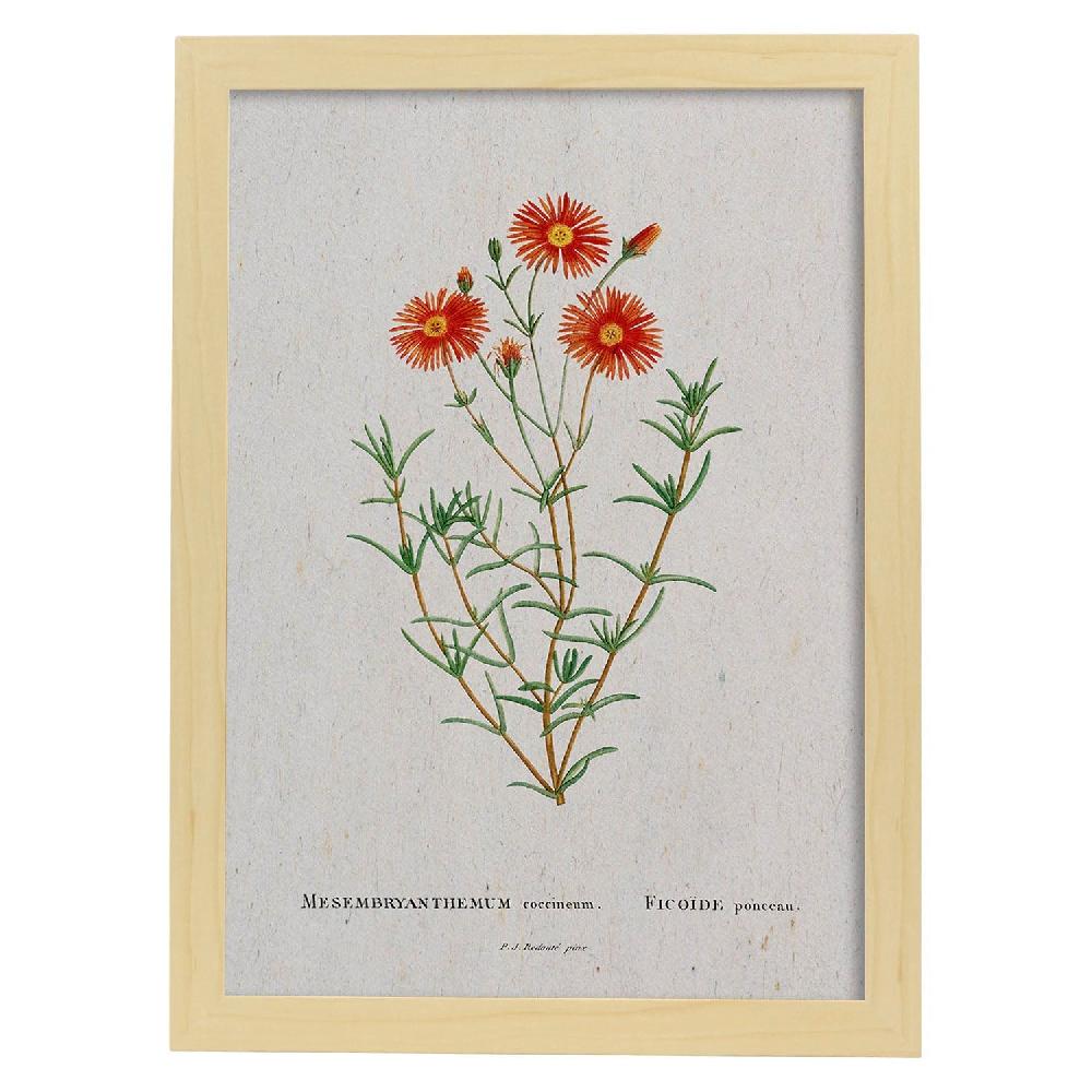 Nacnic Lámina Acuarela Naturaleza De Pierre-Joseph Redouté