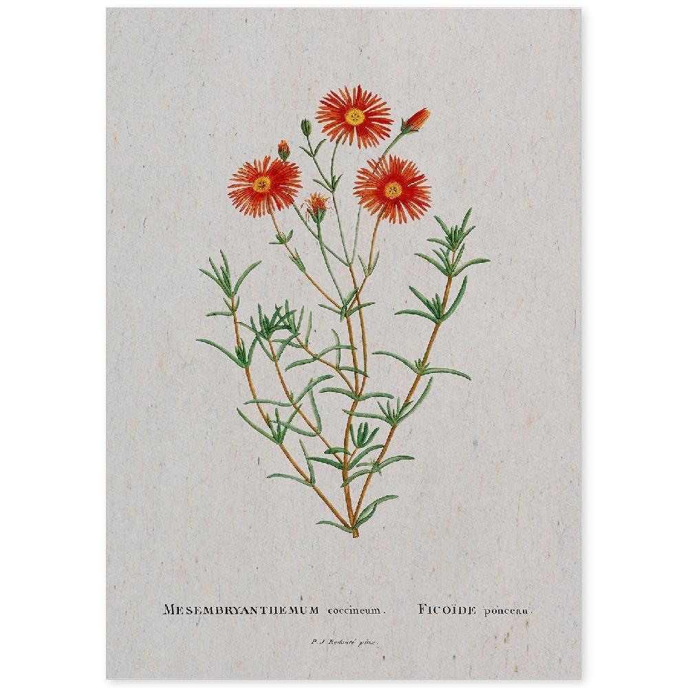 nacnic Lámina Acuarela Naturaleza de Pierre-Joseph Redouté