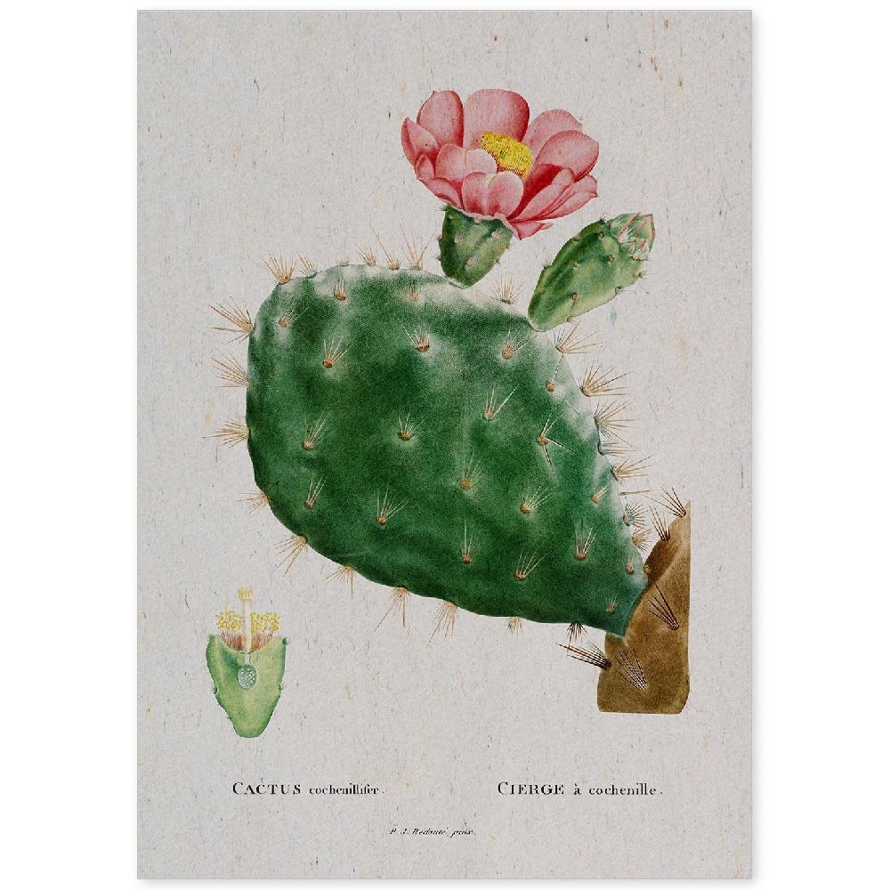 nacnic Lámina Acuarela Naturaleza de Pierre-Joseph Redouté